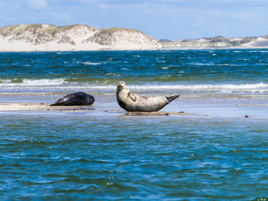 Zeehonden Vlieland