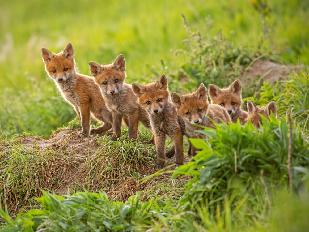 Wildlife in Nederland