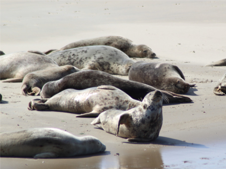 Zeehonden in Nederland