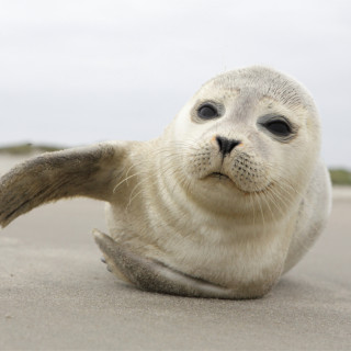 Afbeelding voor Waddeneilanden