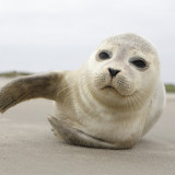 Afbeelding voor Waddeneilanden