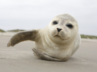 Afbeelding voor Waddeneilanden