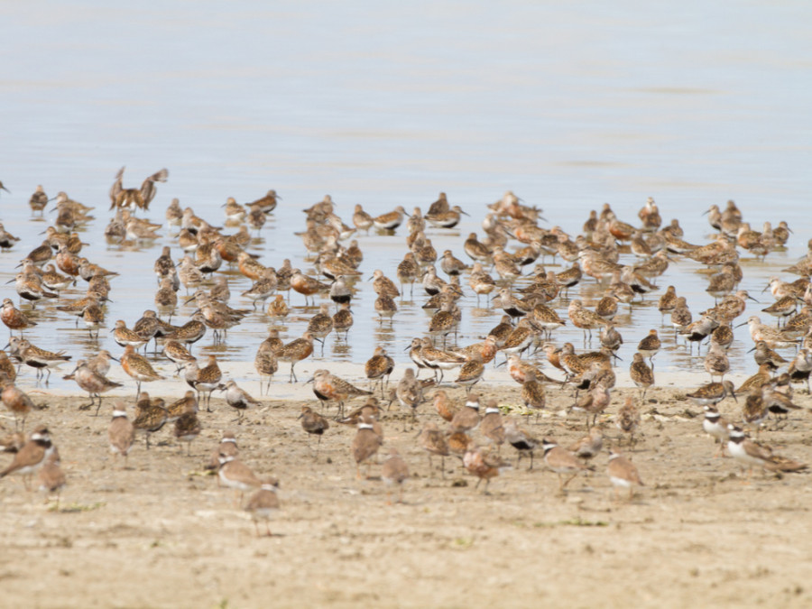 Vogels Westhoek