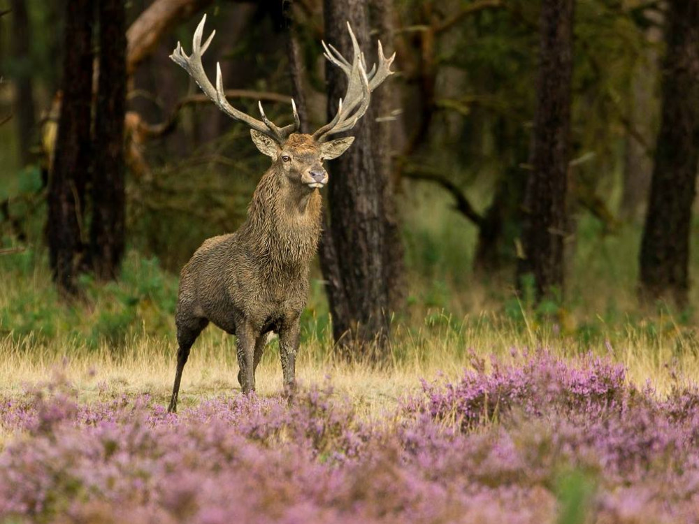 Wild op de Hoge Veluwe