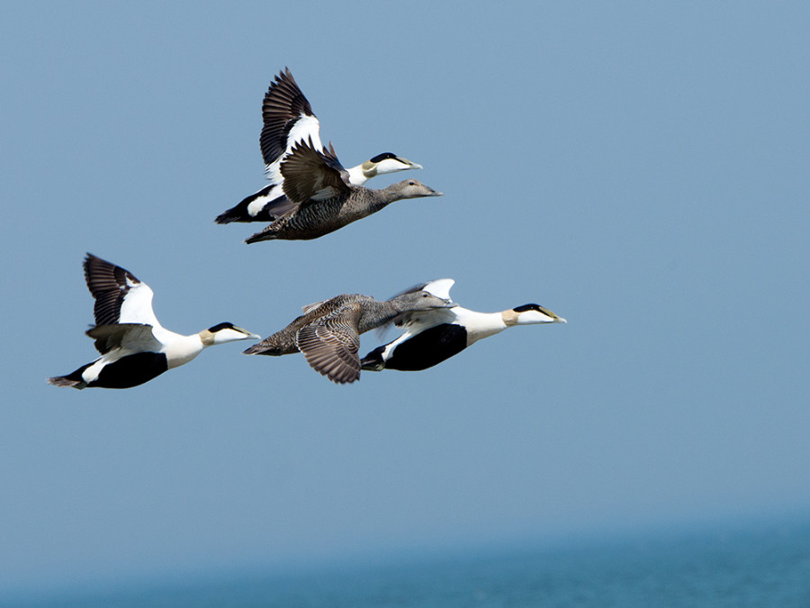 Vogels spotten Noord-Holland