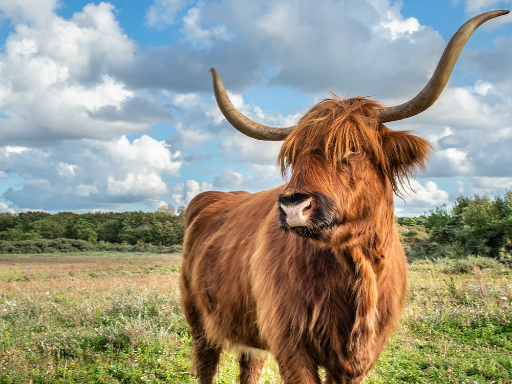 Noordhollands Duinreservaat