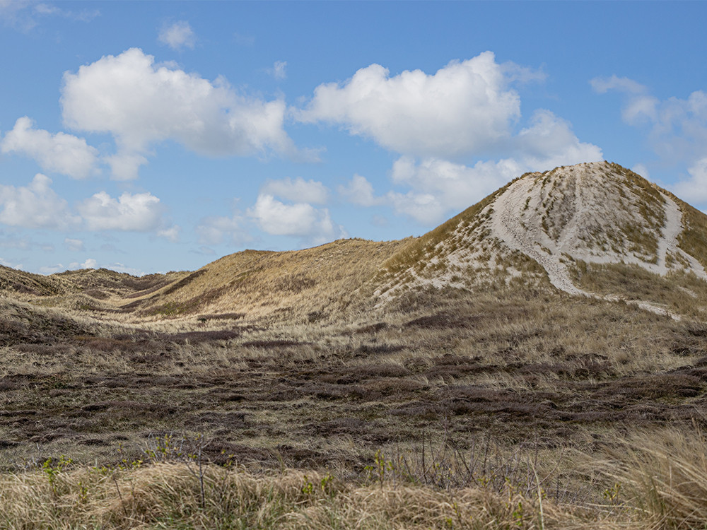 Schoorlse Duinen