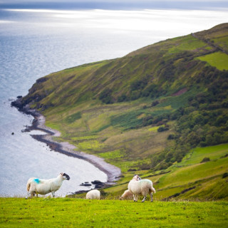 Afbeelding voor Noord-Ierland