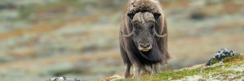 Top foto voor Top 10 Natuur in Europa