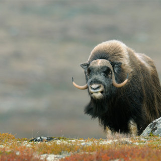 Afbeelding voor Muskusossen in Dovrefjell