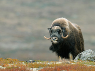 Afbeelding voor Muskusossen in Dovrefjell