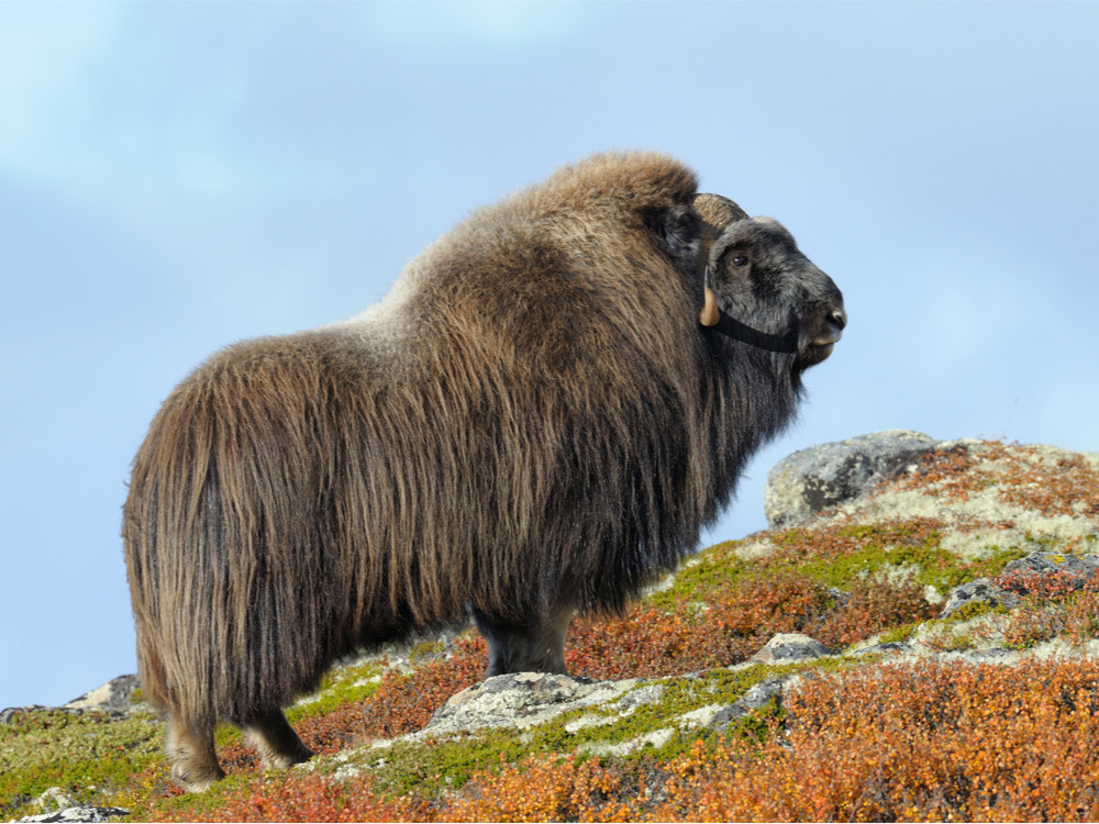 Dovrefjell