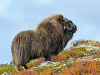 Afbeelding voor Dovrefjell Nationaal Park