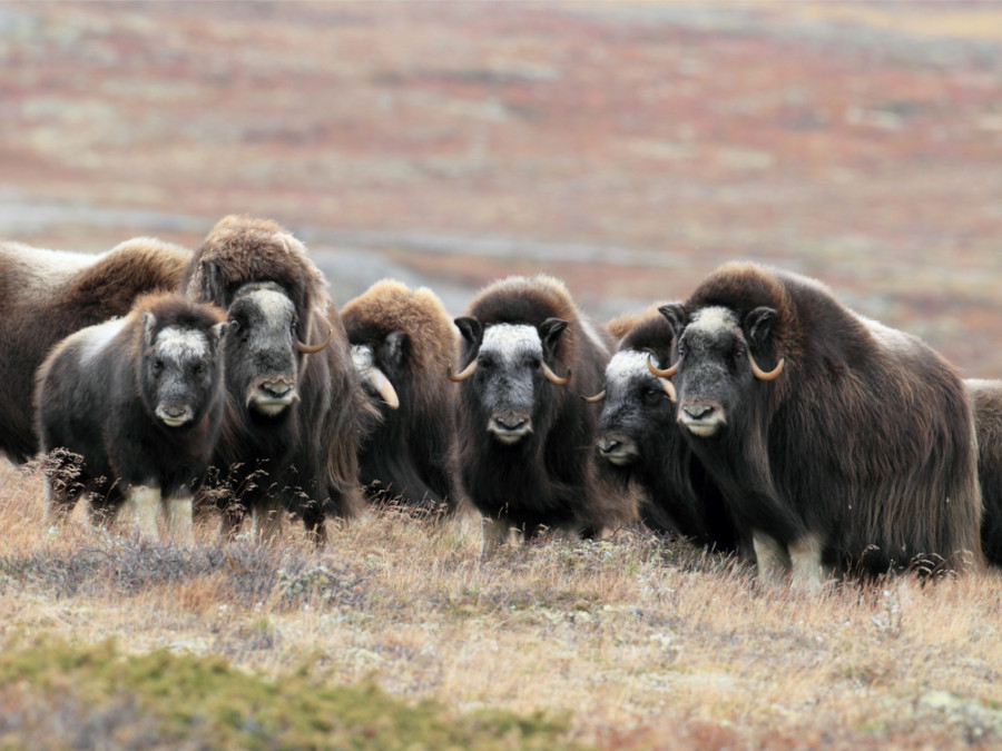 Natuur in Dovrefjell