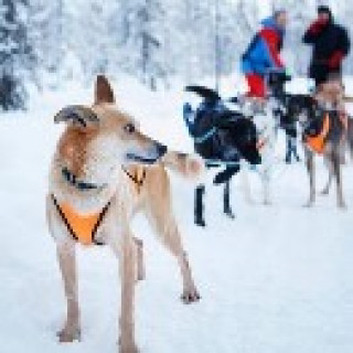 Afbeelding voor Nordic.nl - Lapland