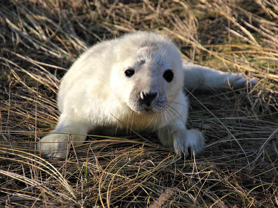 Zeehondensafari Blakeney Point