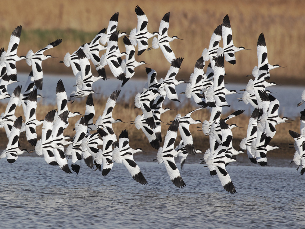 Vogels spotten bij Cley Marshes