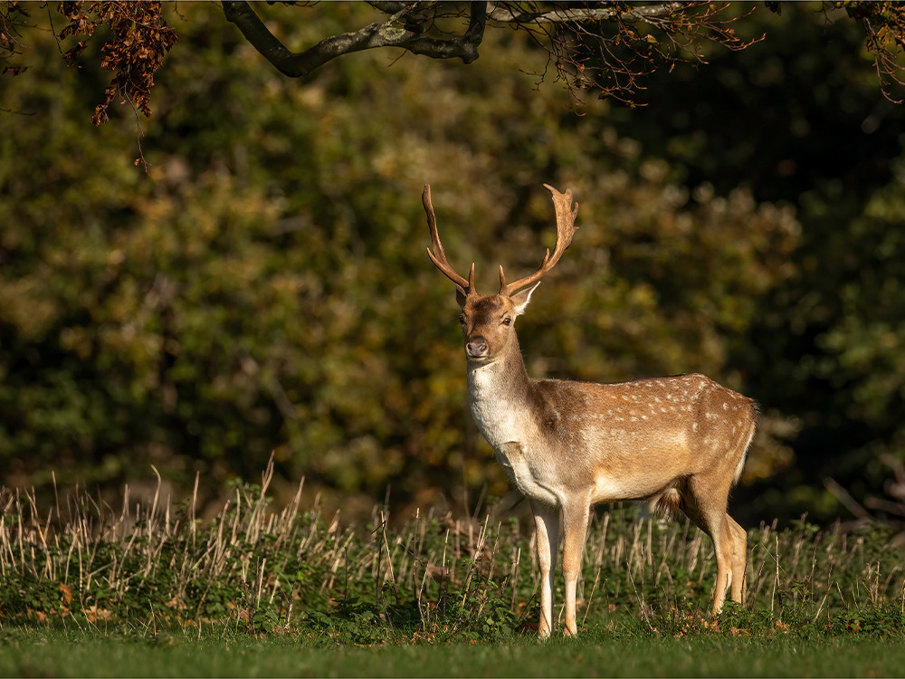 Wildlife bij Holkham Hall