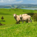 Afbeelding voor Natuur bij Auckland