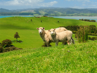 Afbeelding voor Natuur bij Auckland