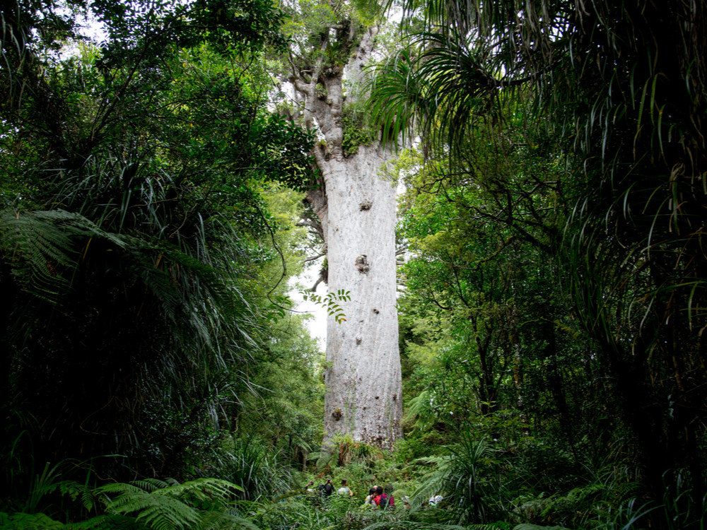 Kauri boom