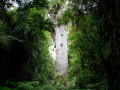 Kauri boom