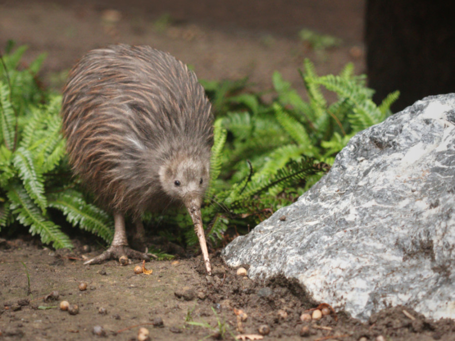 Kiwi in Nieuw-Zeeland