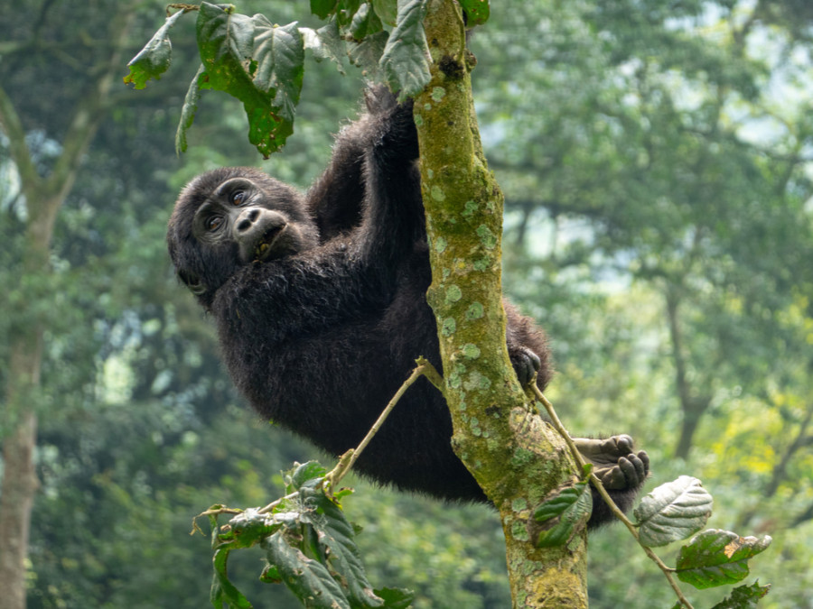 Bwindi gorilla