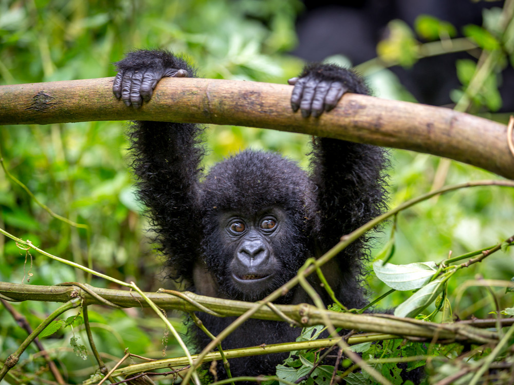 Baby gorilla in Oeganda