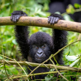 Afbeelding voor Gorilla's in Oeganda