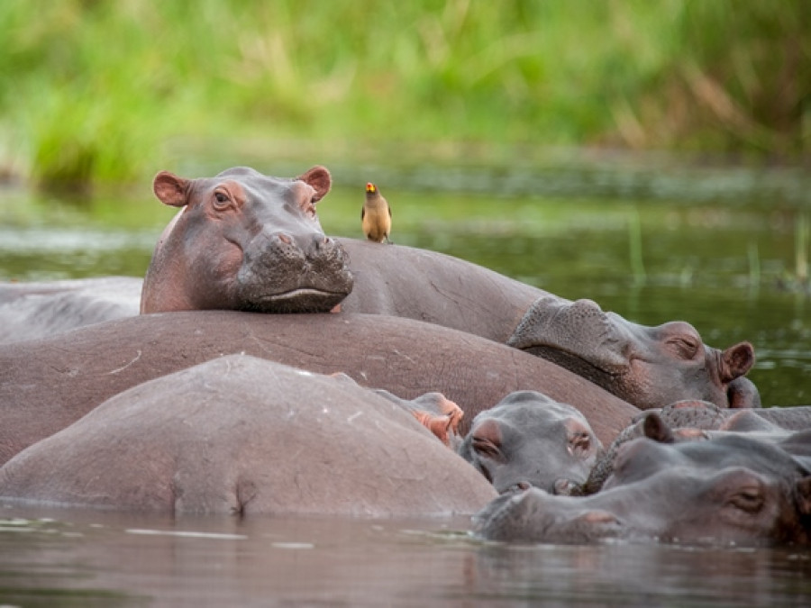 Murchison Falls Nationaal Park