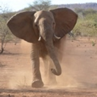 Afbeelding voor Rivoni Travel - Rondreizen Zuid-Afrika