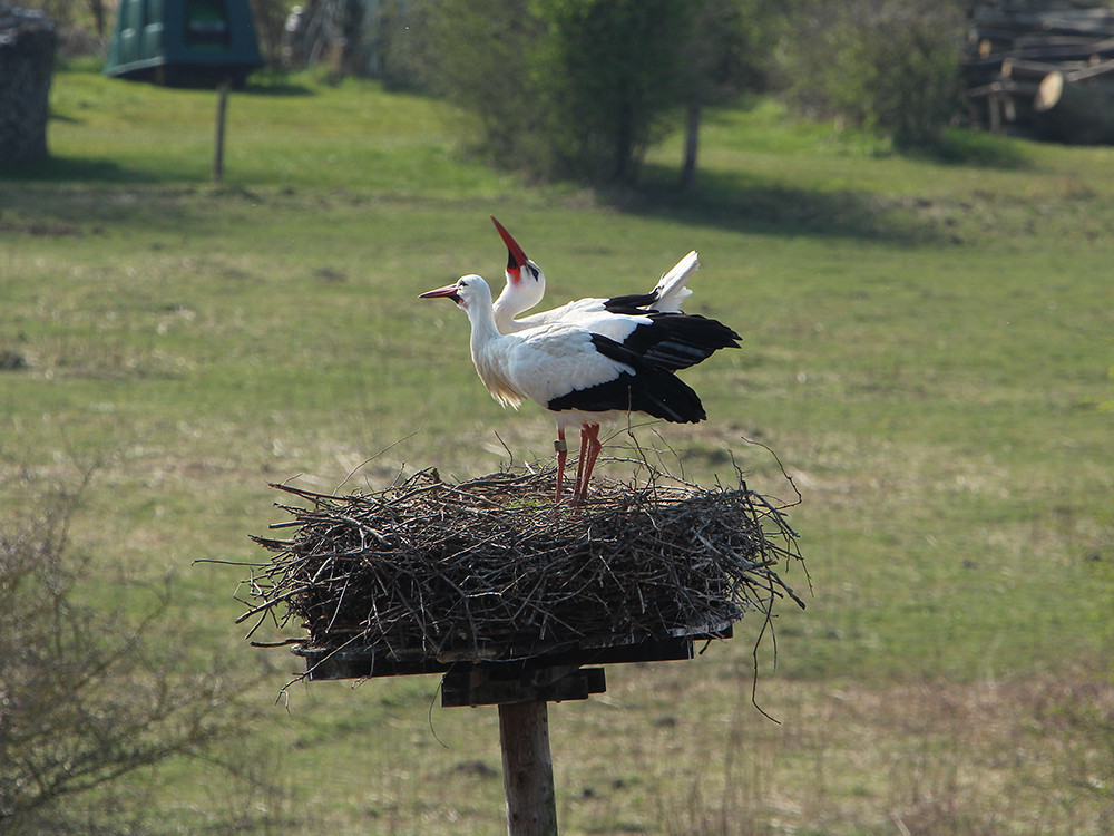 Ooievaars op hun nest