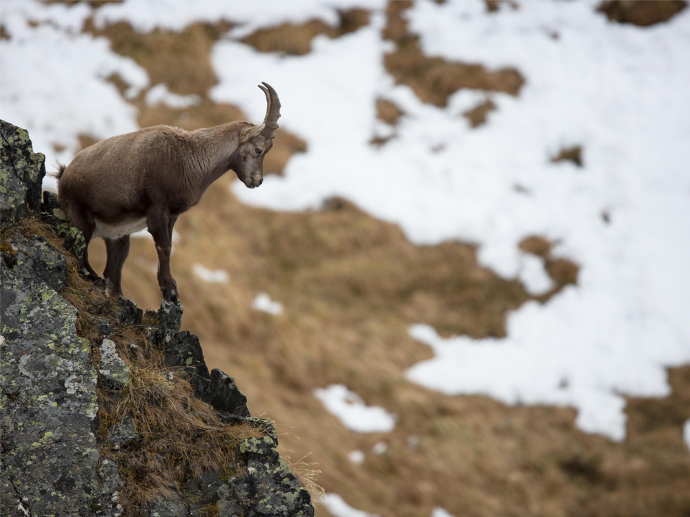 Alpensteenbok