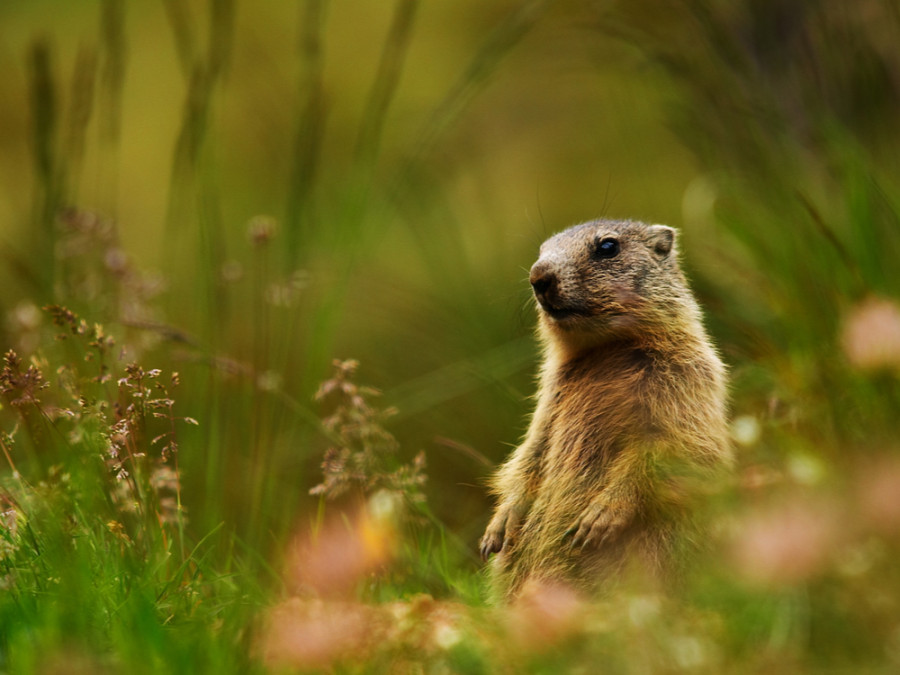 Dieren Zillertal