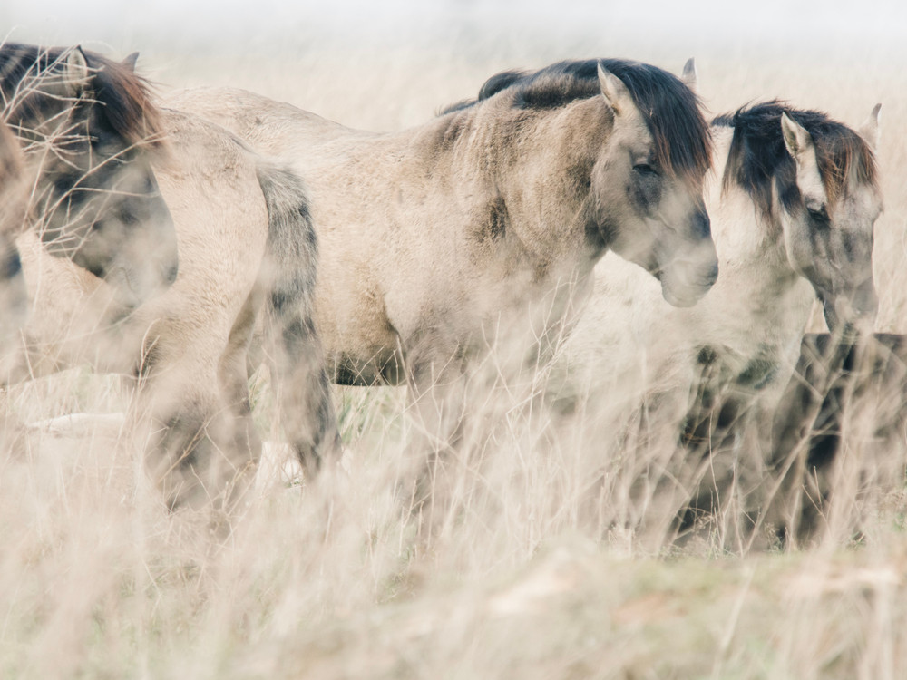 Konikpaarden