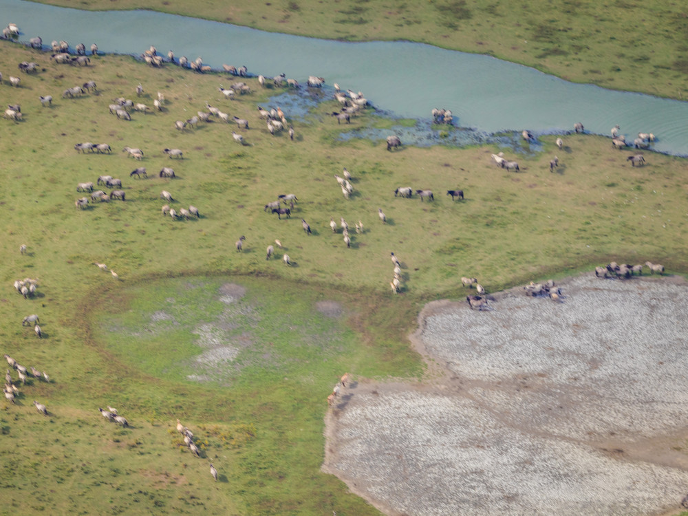 Natuur Oostvaardersplassen