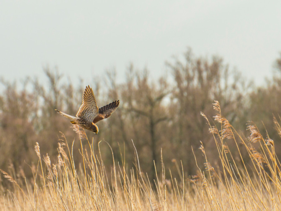 roofvogels Oostvaardersplassen