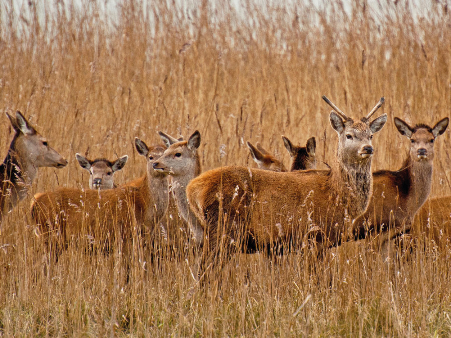 Dieren Oostvaardersplassen