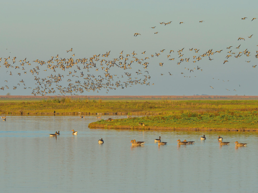 Enorme groepen ganzen bij de Oostvaardersplassen