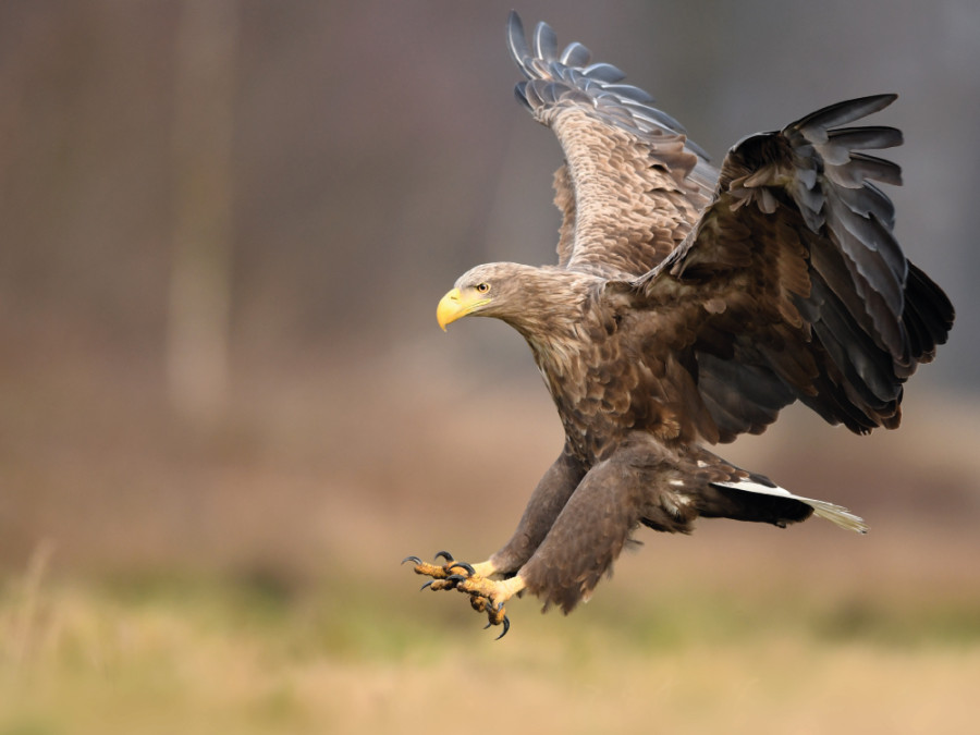 Zeearend oostvaardersplassen