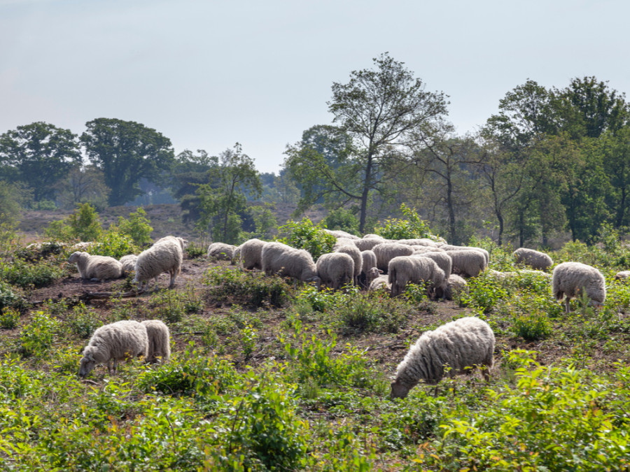 Nijmegen natuur