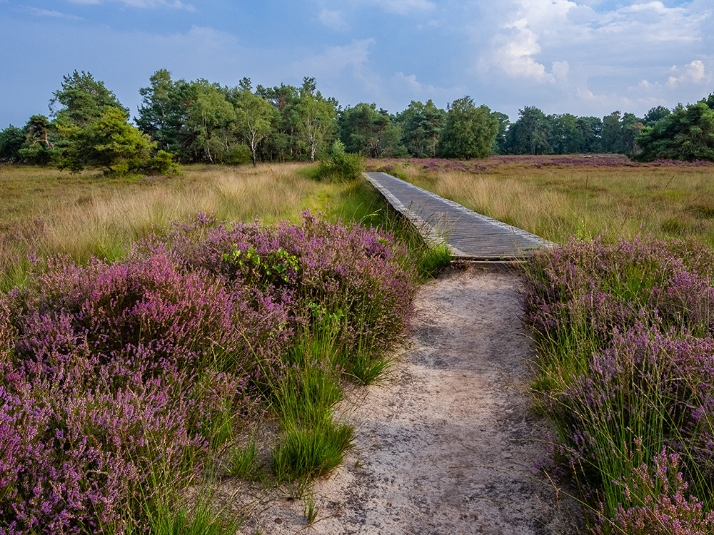 Mooie wandelroute in Overijssel