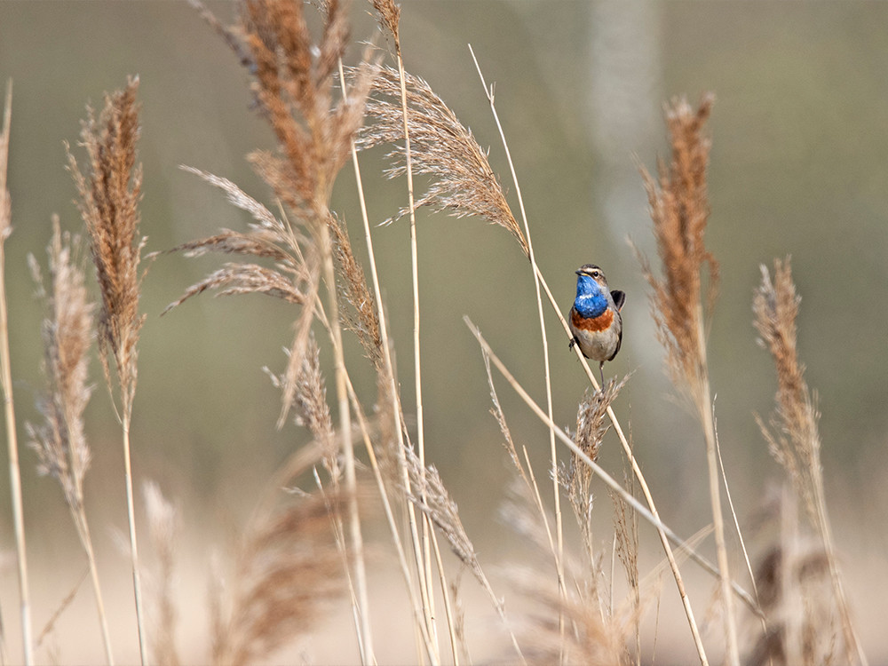 Overijssel is een vogelprovincie