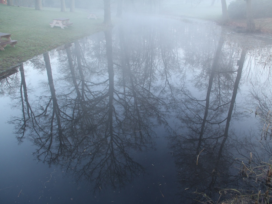 Weerspiegeling bomen