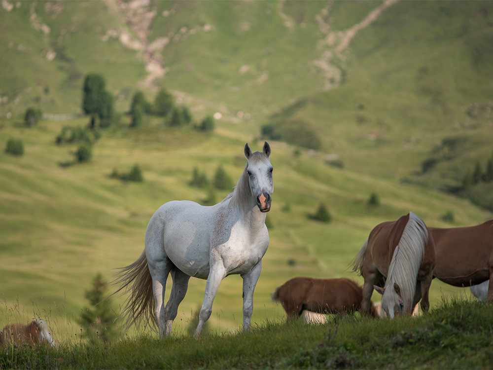 Paarden in Italië
