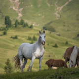 Afbeelding voor Paardrijden in Italië