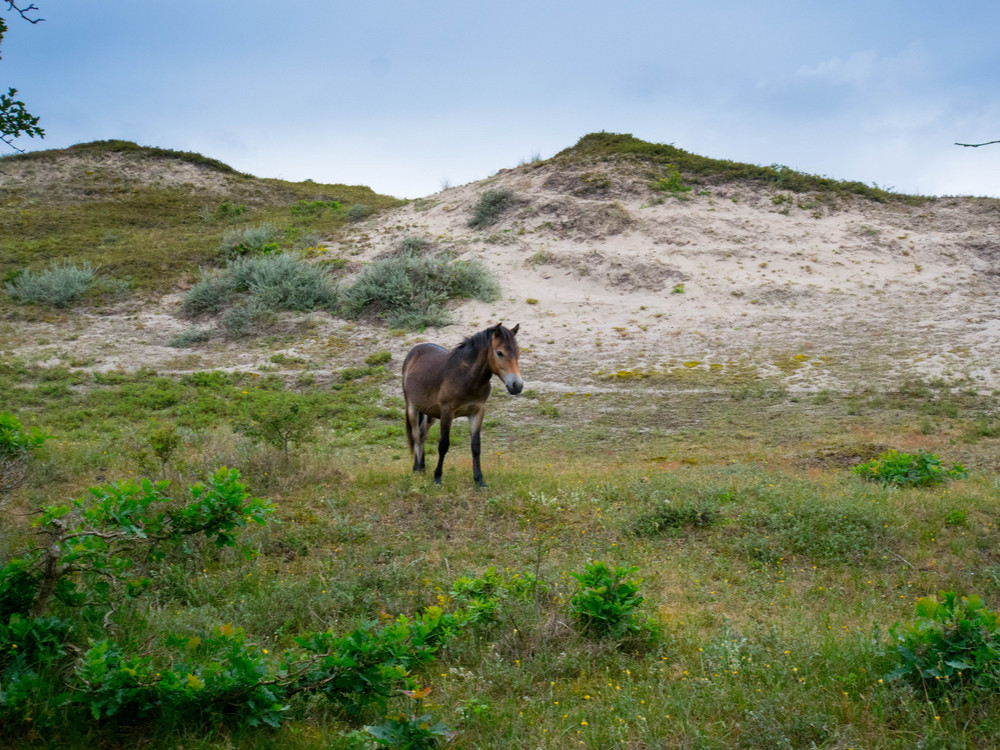 'Wilde' paarde in de Schoorlse Duinen