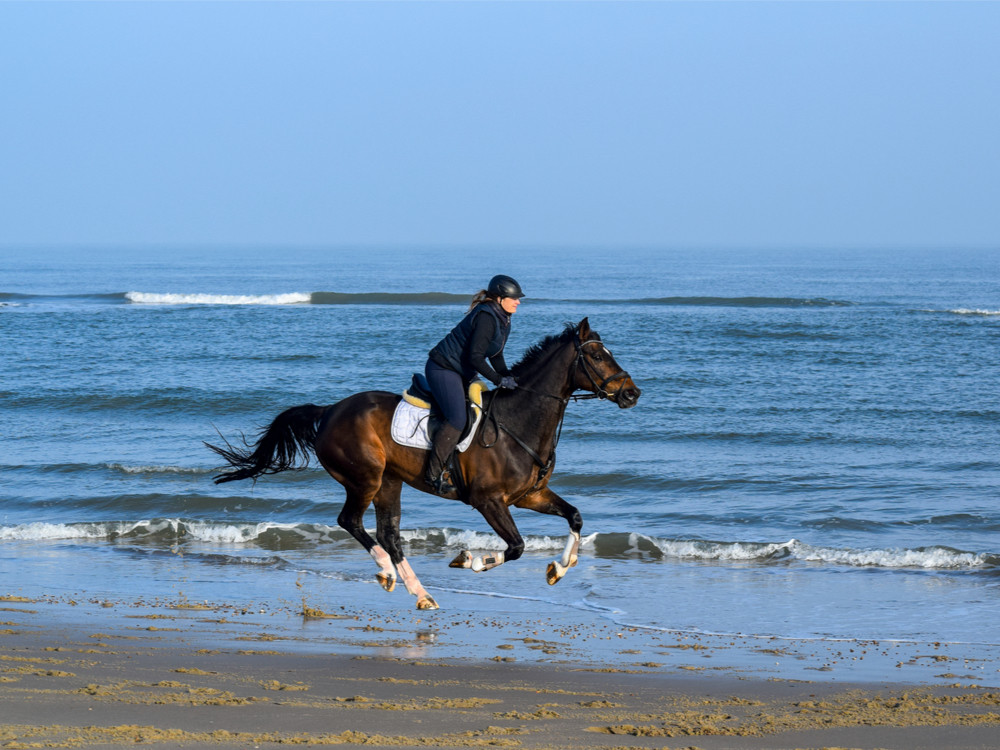 Strandrit aan de Nederlandse kust