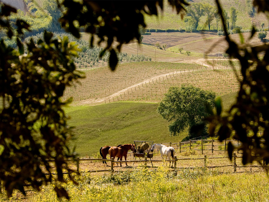 paarden in Toscane